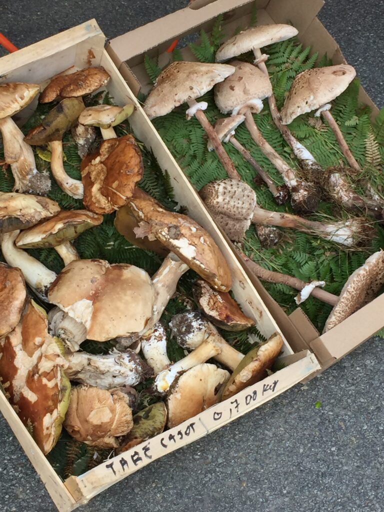Display of mushrooms for sale