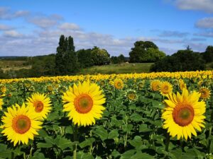 Sunflowers in rural Charente